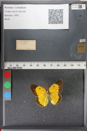 Media type: image;   Entomology 118768